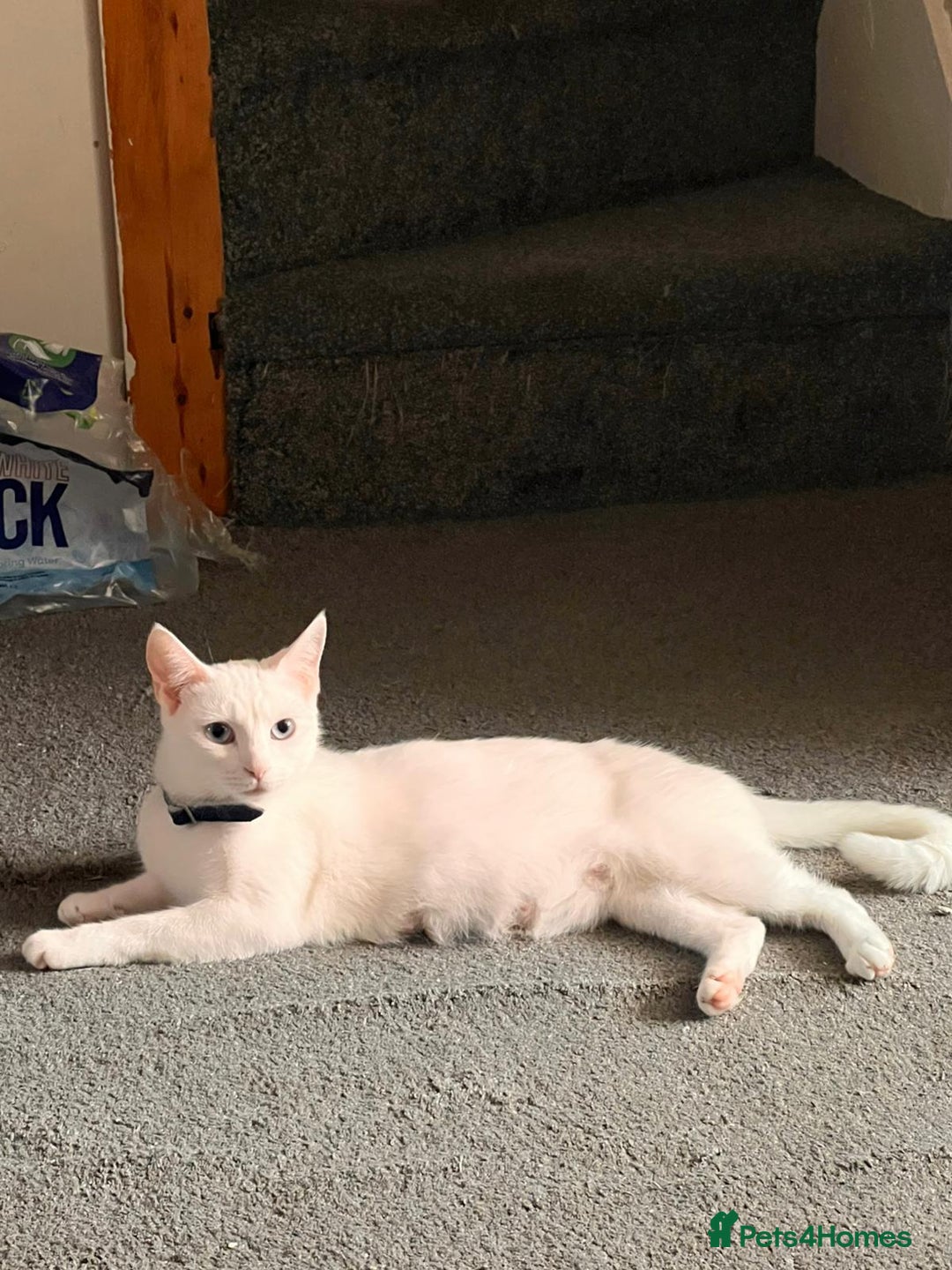 Russian Blue cats for sale: Mixed-breed kittens - Advert 1