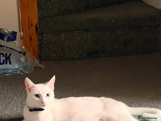 Russian Blue cats Mixed-breed kittens - Advert 1