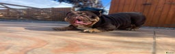 English Bulldog dogs for stud: Carlton - English Bulldog stud KC registered  - Advert 7
