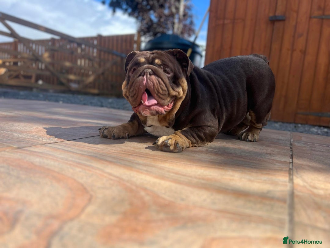 English Bulldog dogs for stud: Carlton - English Bulldog stud KC registered  - Advert 7