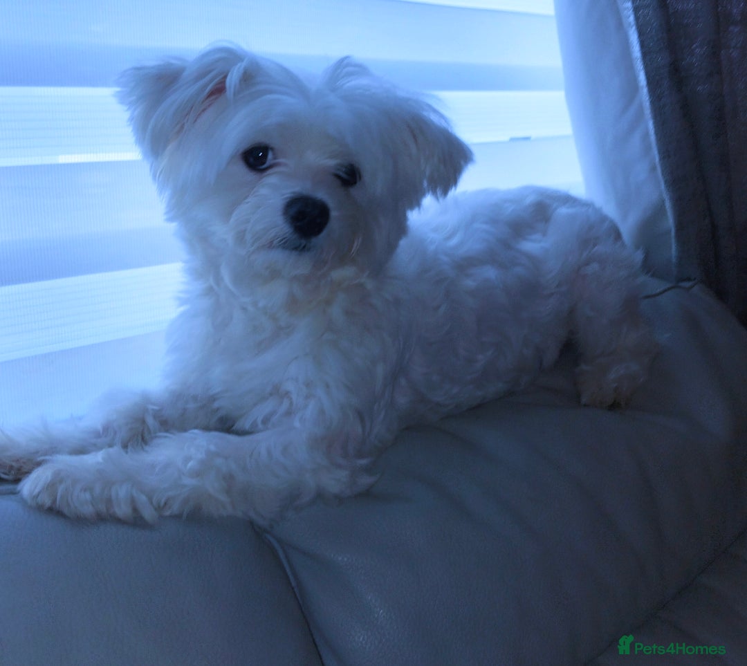 Maltese dogs for sale: Beautiful Maltese Puppies Hypoallergenic  - Advert 1