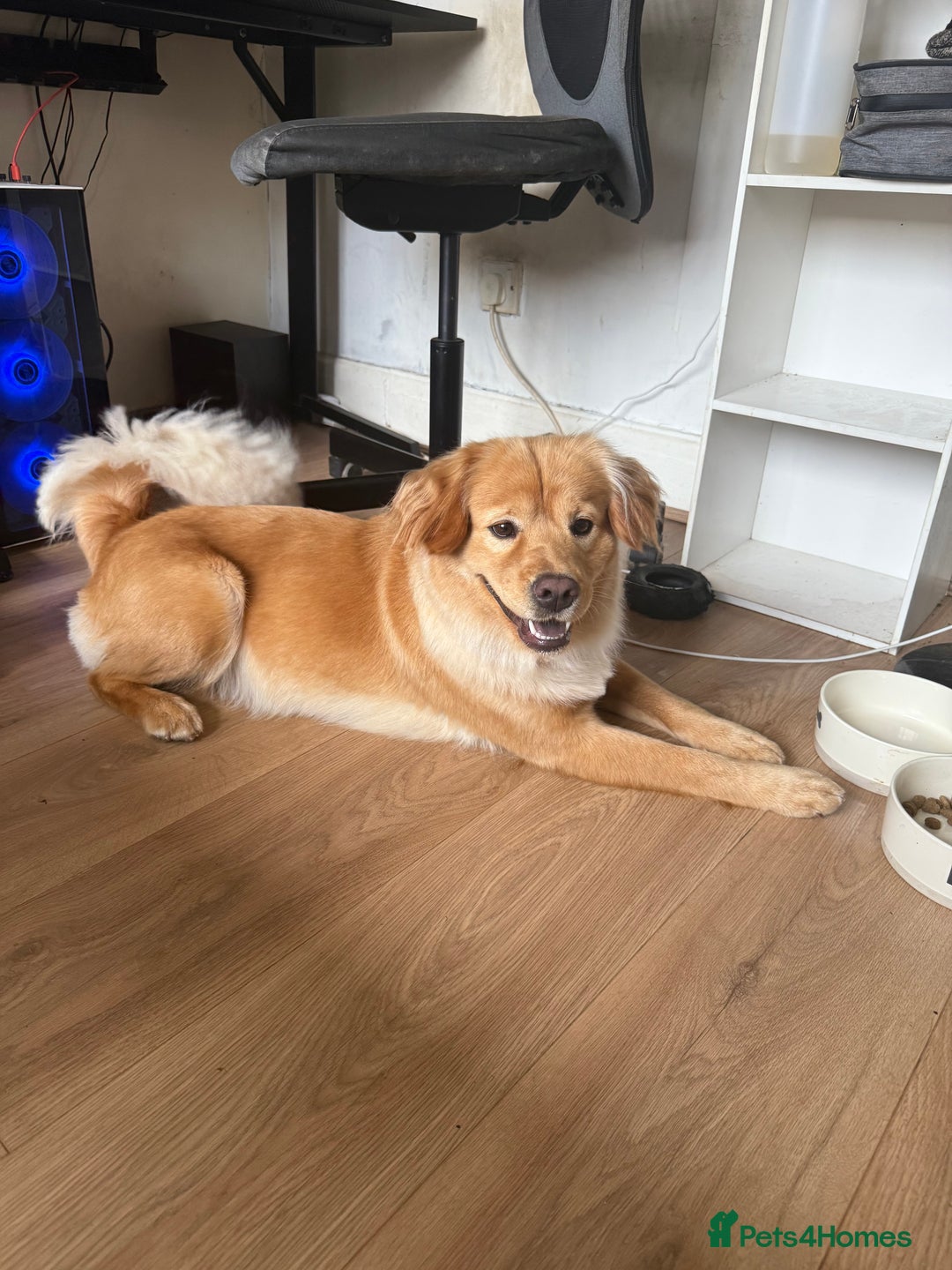 Mixed Breed dogs for sale: Bailey 2 Year Old CockerChow Female - Advert 3