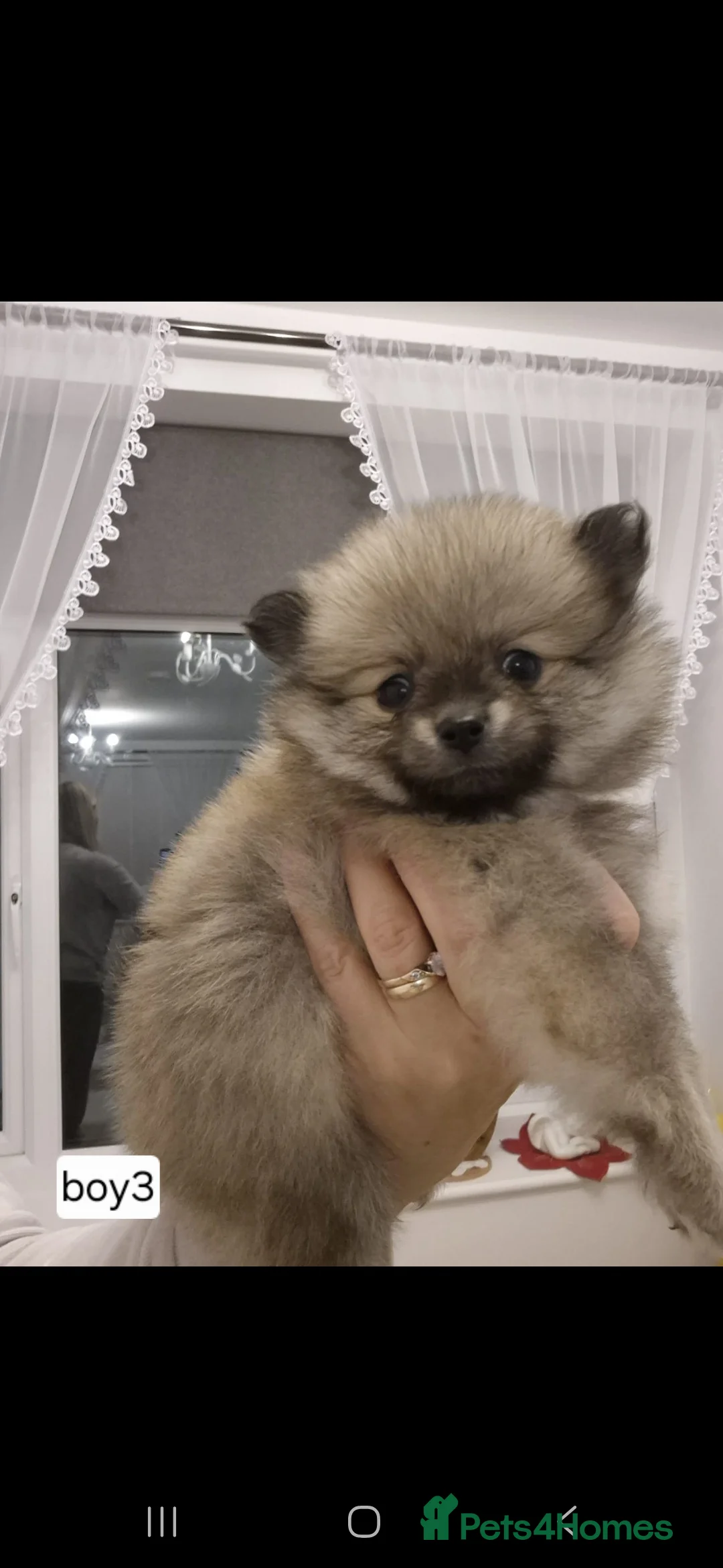 Pomeranian dogs for sale: Puppy pomeranian - Advert 10