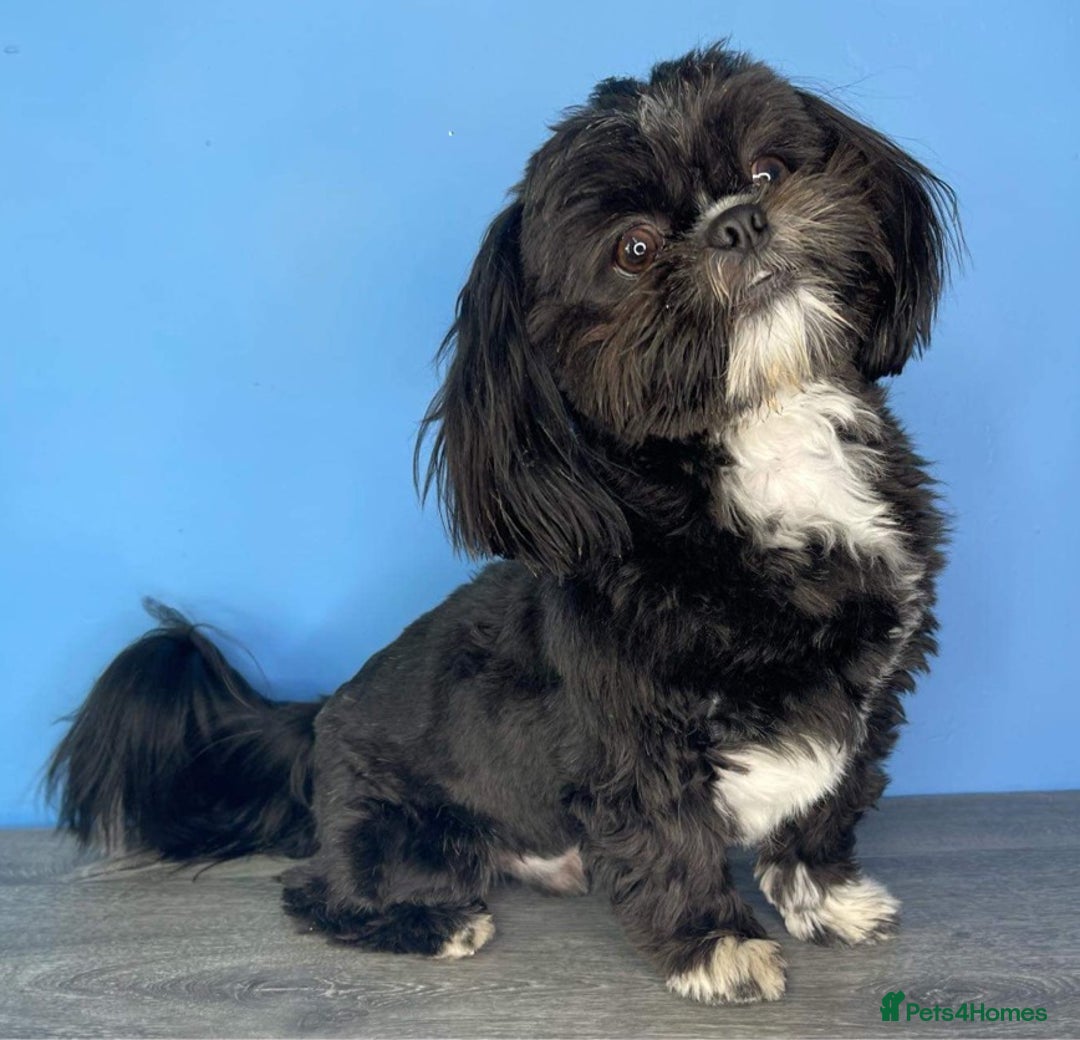 Shih Tzu dogs for stud: Kc reg shih tzu full DNA health tested in Chester-le-Street - Image 3
