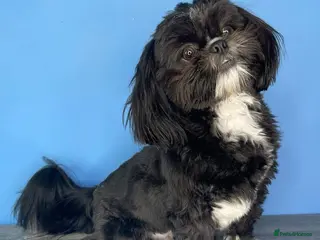 Shih Tzu dogs Kc reg shih tzu full DNA health tested - Advert 1