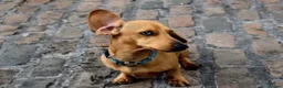 Dachshund dogs for sale: My 5 beautiful Dashound puppies - Advert 2