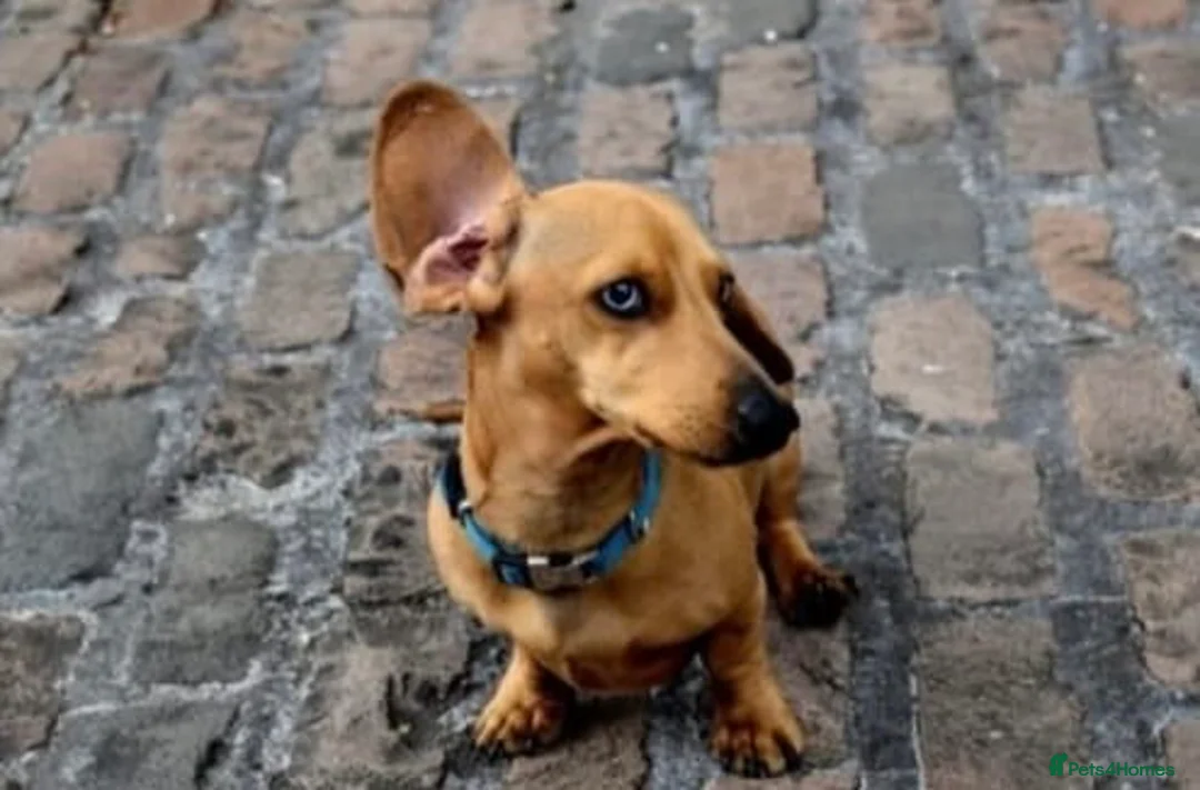 Dachshund dogs for sale: My 5 beautiful Dashound puppies - Advert 2