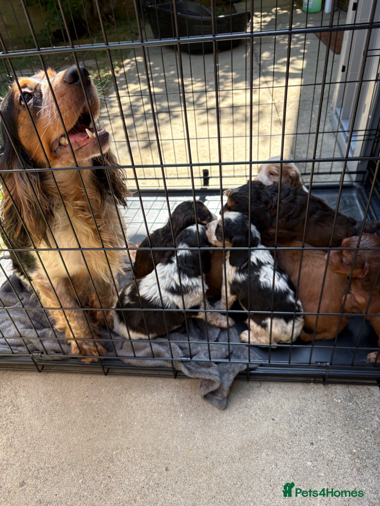 Cocker Spaniel dogs 9 Gorgeous Cocker Spaniel Puppies For Sale! - Advert 1