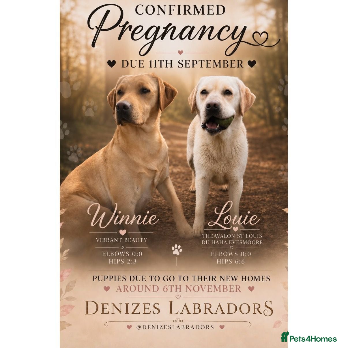 Labrador Retriever dogs 💛CHUNKY YELLOW LABS DUE 11TH SEPT💛 - Advert 4