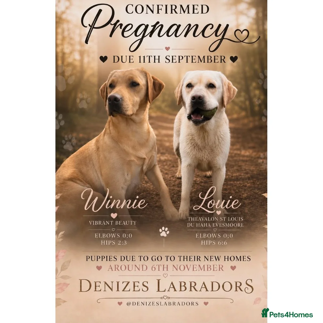 Labrador Retriever dogs for sale: 💛CHUNKY YELLOW LABS DUE 11TH SEPT💛 - Advert 1