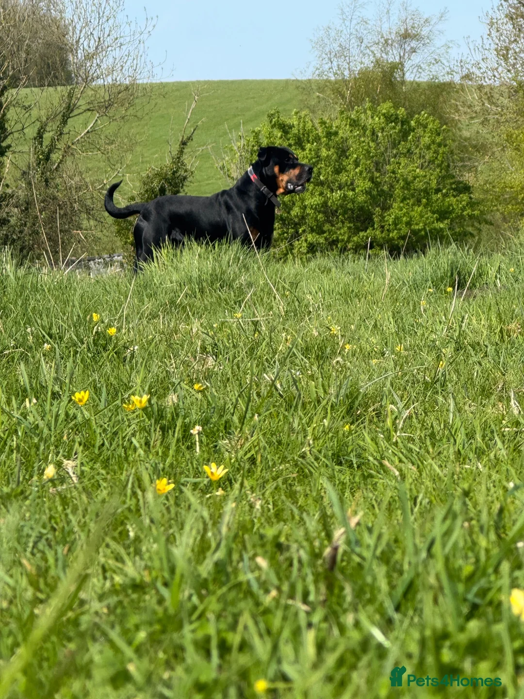 Mixed Breed dogs for stud: rottie x for stud in Bridport - Advert 1