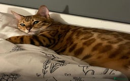 Bengal cats for sale: 2 Sweet Girls NOT spayed  - Image 6