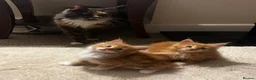 Maine Coon cats for sale: 👑 Gorgeous Tica Registered Red Maine Coon kittens - Advert 2