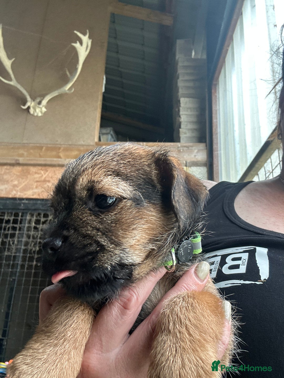 Border Terrier dogs for sale: Border Terrier Pups - Image 18