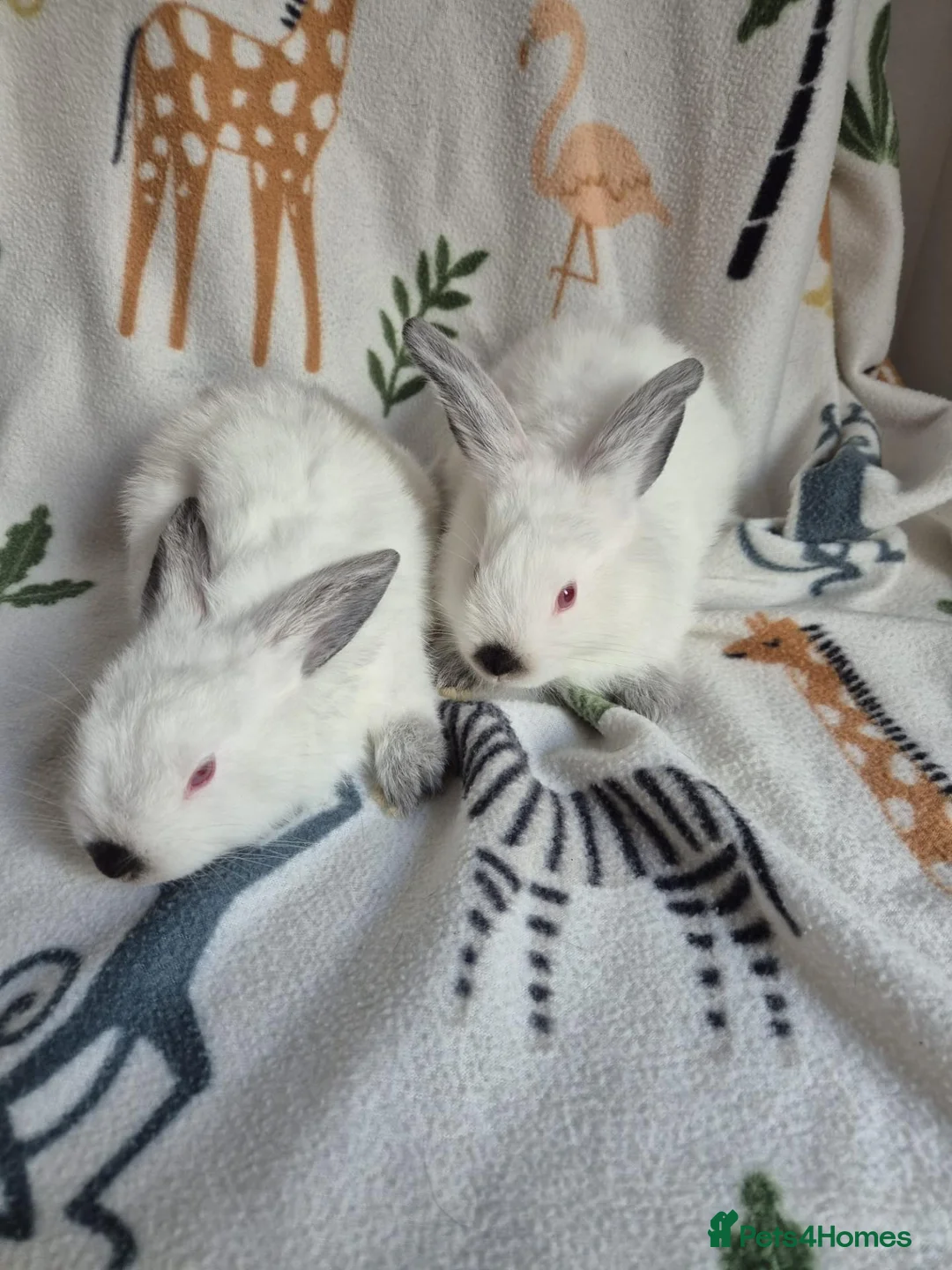 Californian rabbits for sale: Californian White Rabbits – Ready to Leave NOW - Advert 2