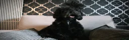Cockapoo dogs for sale: F1B Cockapoo Puppies - Advert 2