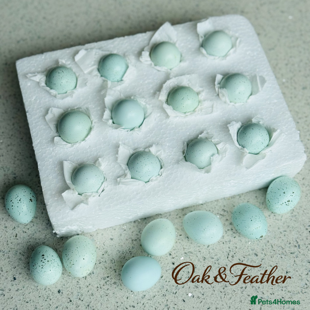Quail poultry 12 Celadon Quail Hatching Eggs – Blue Egg Gene - Advert 1