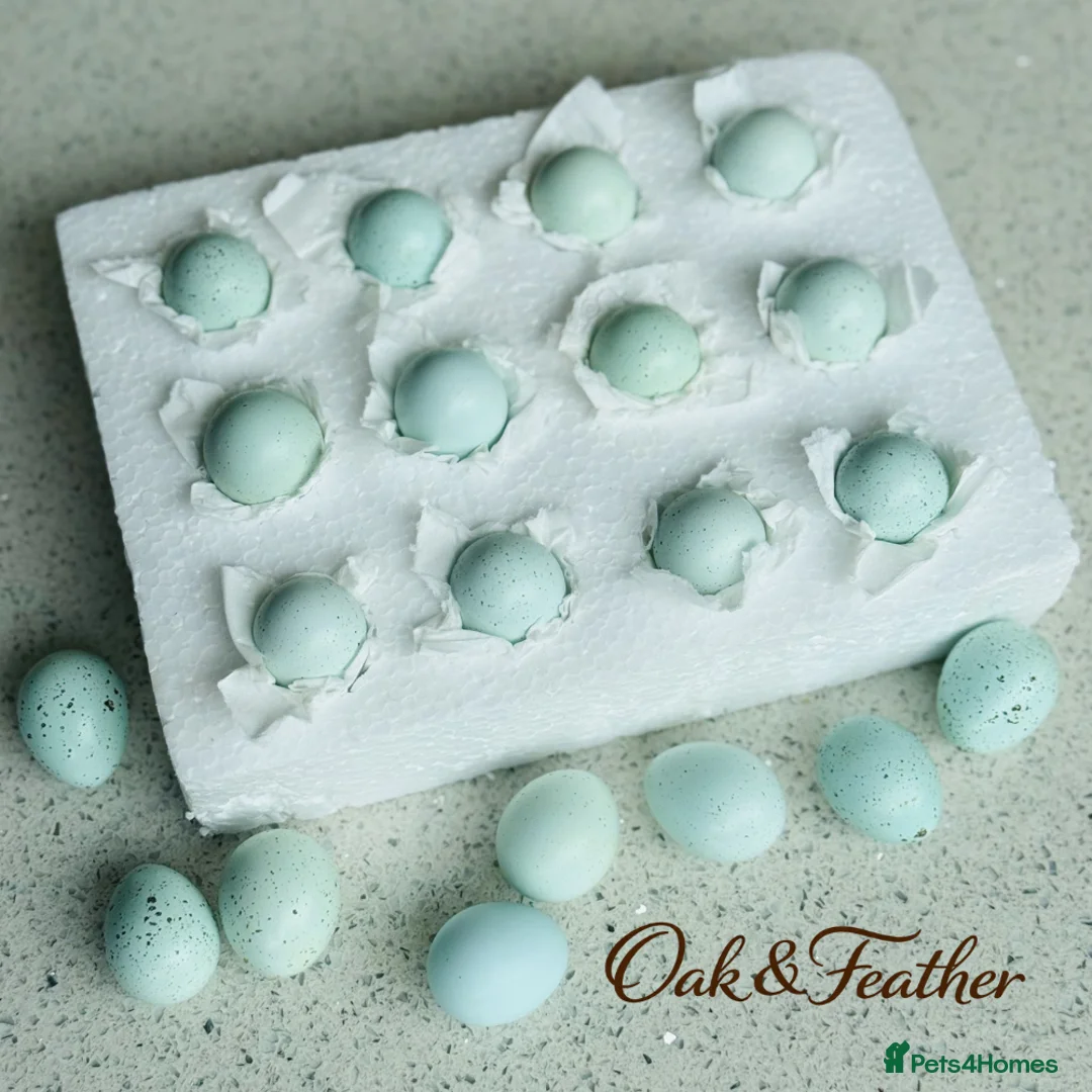 Quail poultry for sale: 12 Celadon Quail Hatching Eggs – Blue Egg Gene - Advert 1