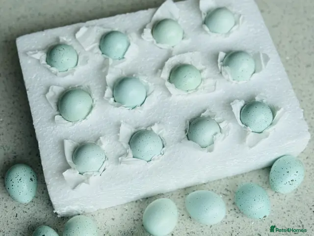 Quail poultry for sale: 12 Celadon Quail Hatching Eggs – Blue Egg Gene - Advert 1