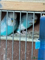 Budgerigars birds - Advert 2