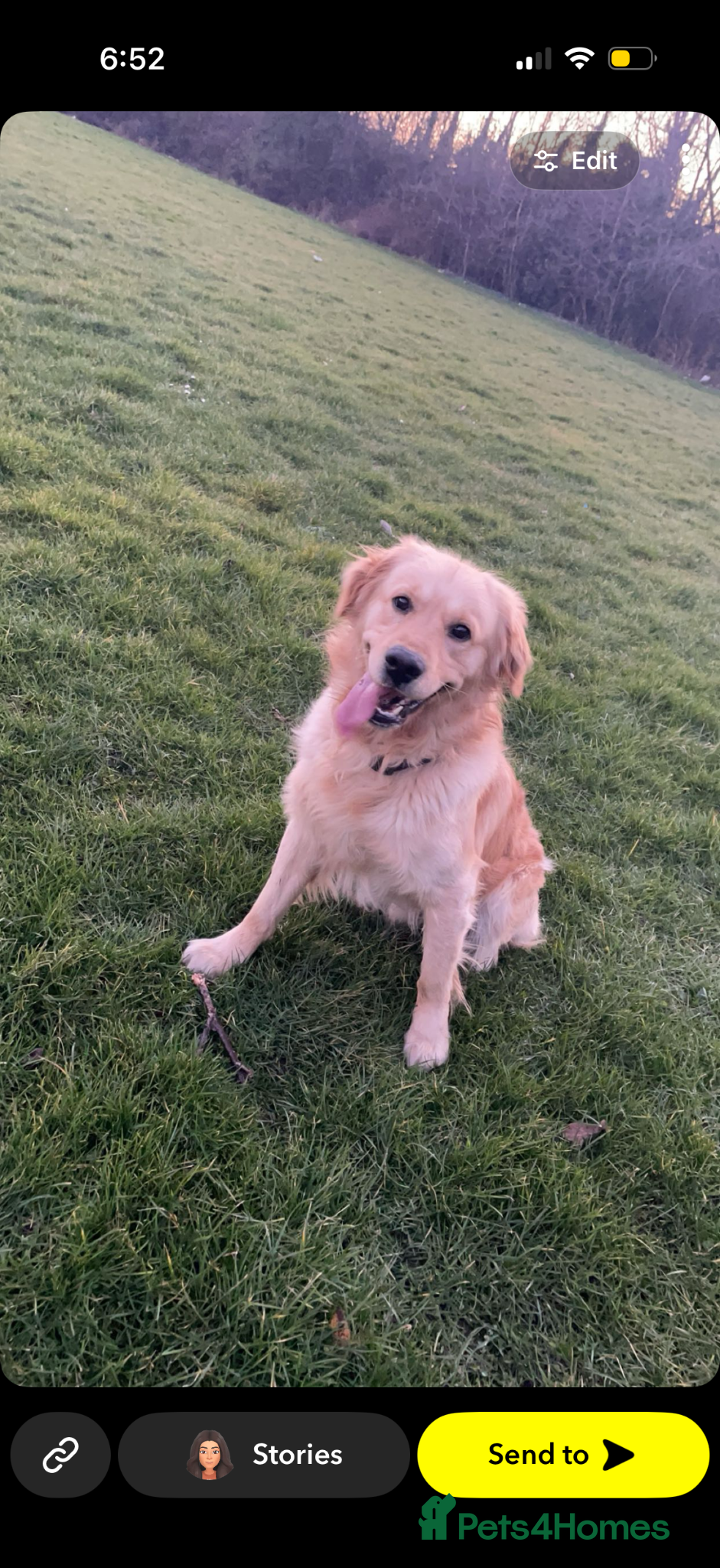 Golden Retriever dogs Golden retriever for sale - Advert 4