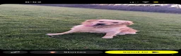 Golden Retriever dogs for sale: Golden retriever for sale in Rotherham - Advert 1