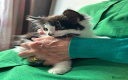 Mixed Breed cats for sale: Mancoon/calico tabby cross  - Image 2