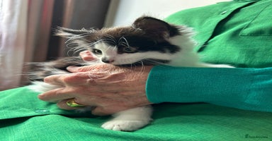 Mixed Breed cats - Advert 3