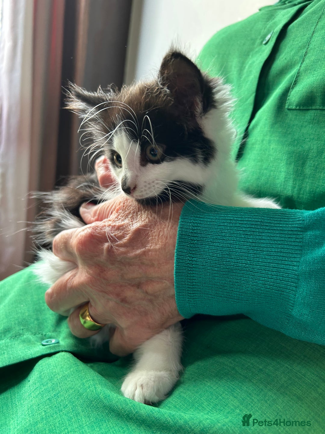 Mixed Breed cats for sale: Mancoon/calico tabby cross  - Image 2