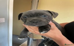 Staffordshire Bull Terrier dogs for sale: Full Pedigree Blue Staff Puppies - Image 1