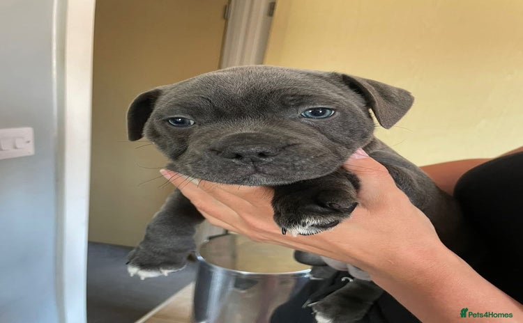 Staffordshire Bull Terrier dogs - Advert 5