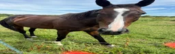 English Thoroughbred horses for sale: 16hh tb mare  - Advert 3
