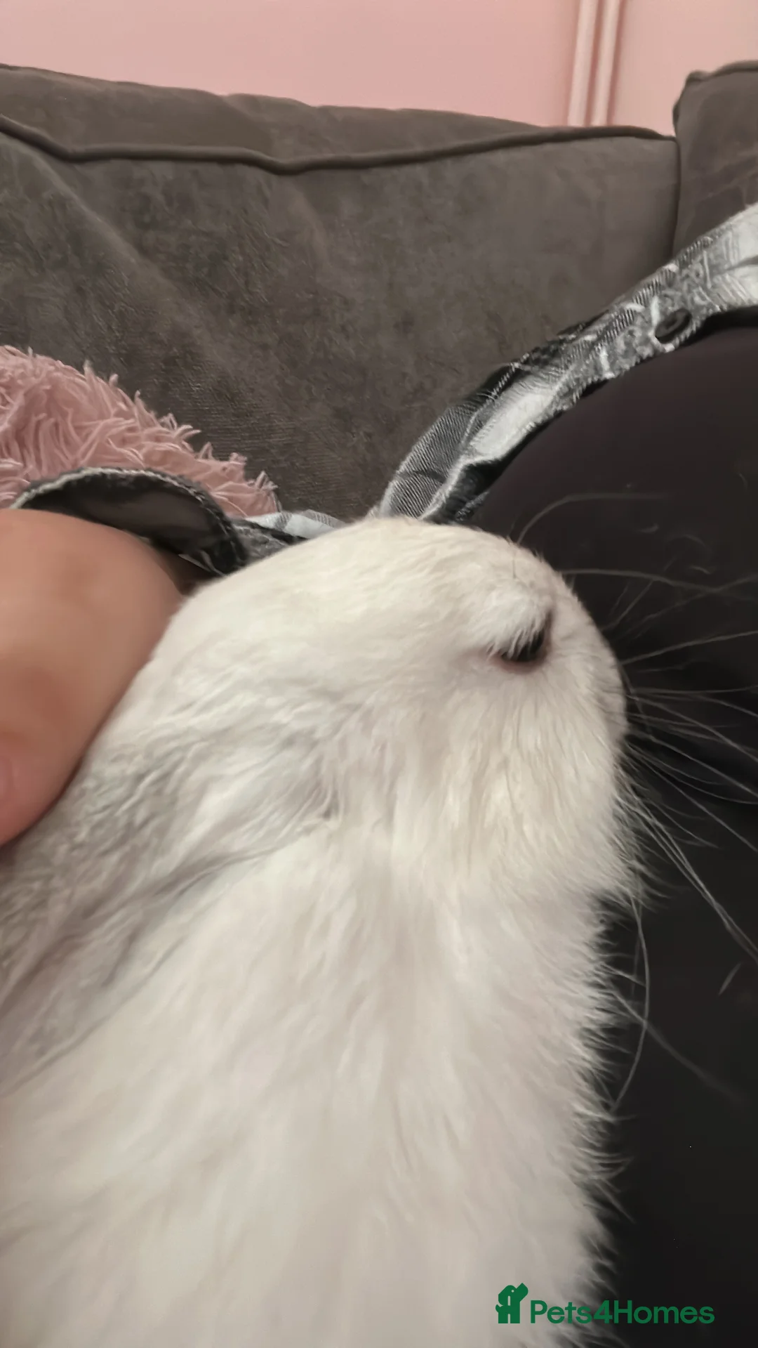 Mixed Breed rabbits for sale: Bambi - Advert 3