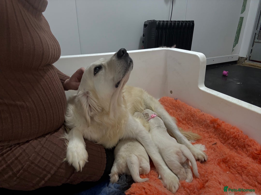 Golden Retriever dogs for sale: Kc health tested golden retrievers  - Advert 12