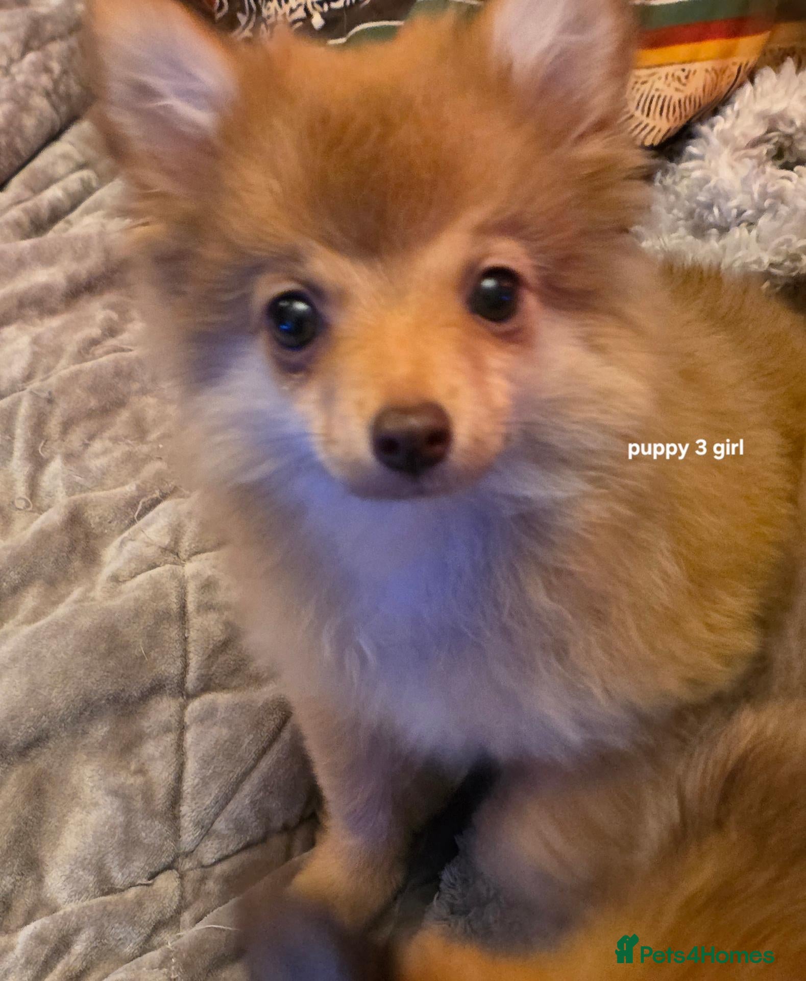 Pomchi dogs Pomchi puppies ready to go now - Advert 2