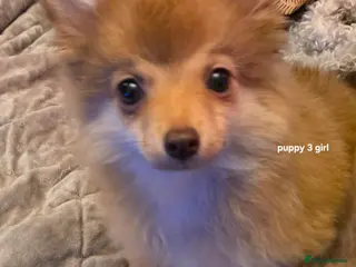 Pomchi dogs Pomchi puppies ready to go now - Advert 1