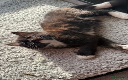 Mixed Breed cats for sale: Ginger,Tortoiseshell, Tuxedo Kittens Sale London  - Advert 12