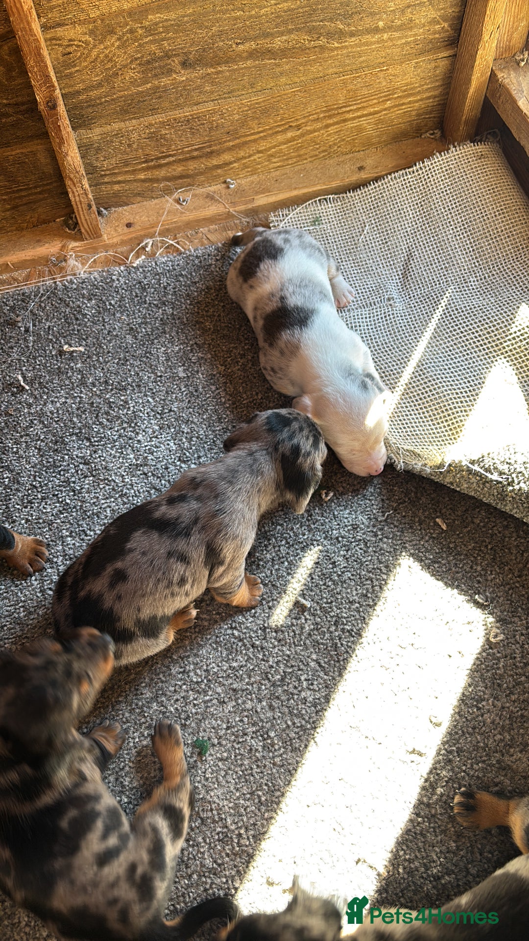 Dachshund dogs for sale: Datchound puppies  - Image 3