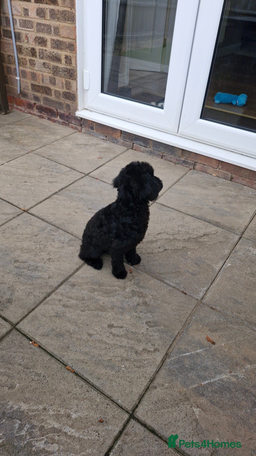 Cockapoo dogs for sale: Beautiful Black Cocapoo Boy - Advert 3