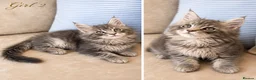 Maine Coon cats for sale: ✨ Exceptional TICA Registered Maine Coon Kittens ✨ in Whitchurch - Advert 3