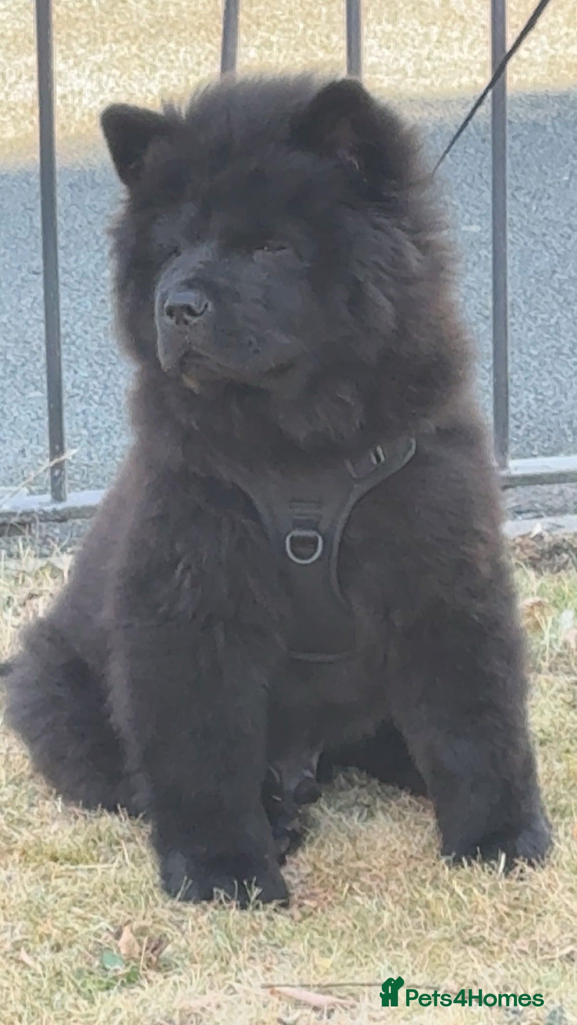 Chow Chow dogs Black male chow - Advert 6