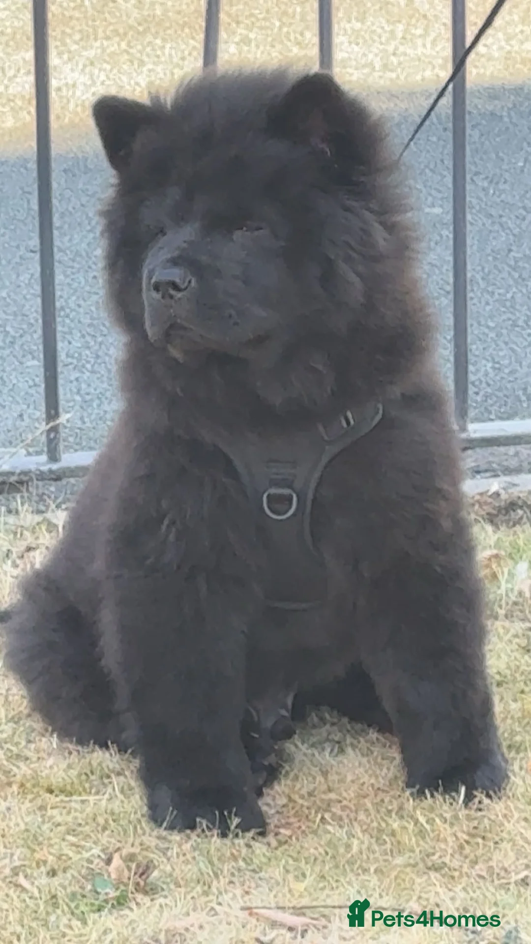 Chow Chow dogs for sale: Black male chow - Advert 1