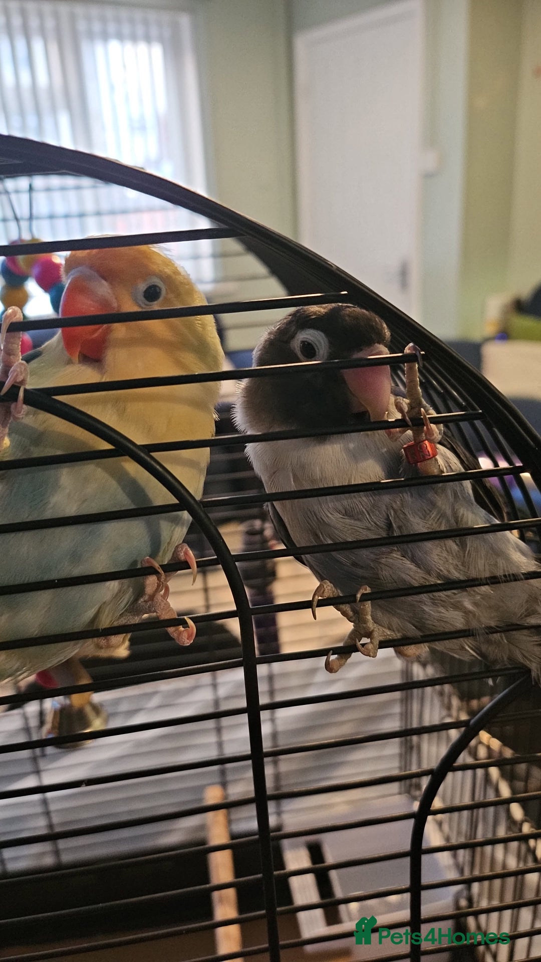 Lovebirds birds for sale: 2 bonded female lovebirds to be taken together.  - Advert 1