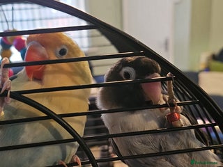 Lovebirds birds 2 bonded female lovebirds to be taken together. - Advert 14