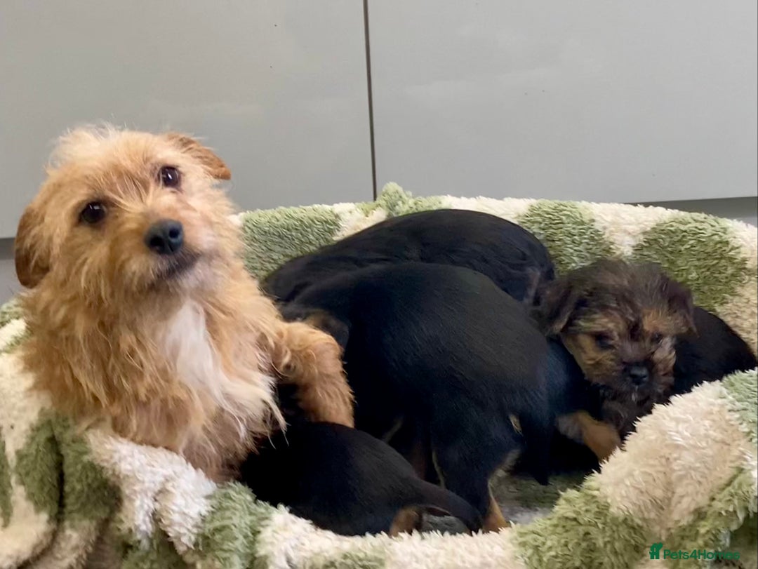 Mixed Breed dogs for sale: Norfolk Border cross puppies - Advert 12