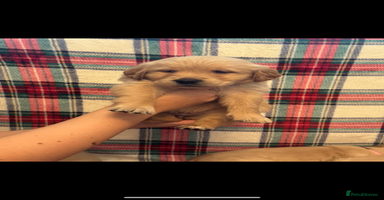 Golden Retriever dogs - Advert 1