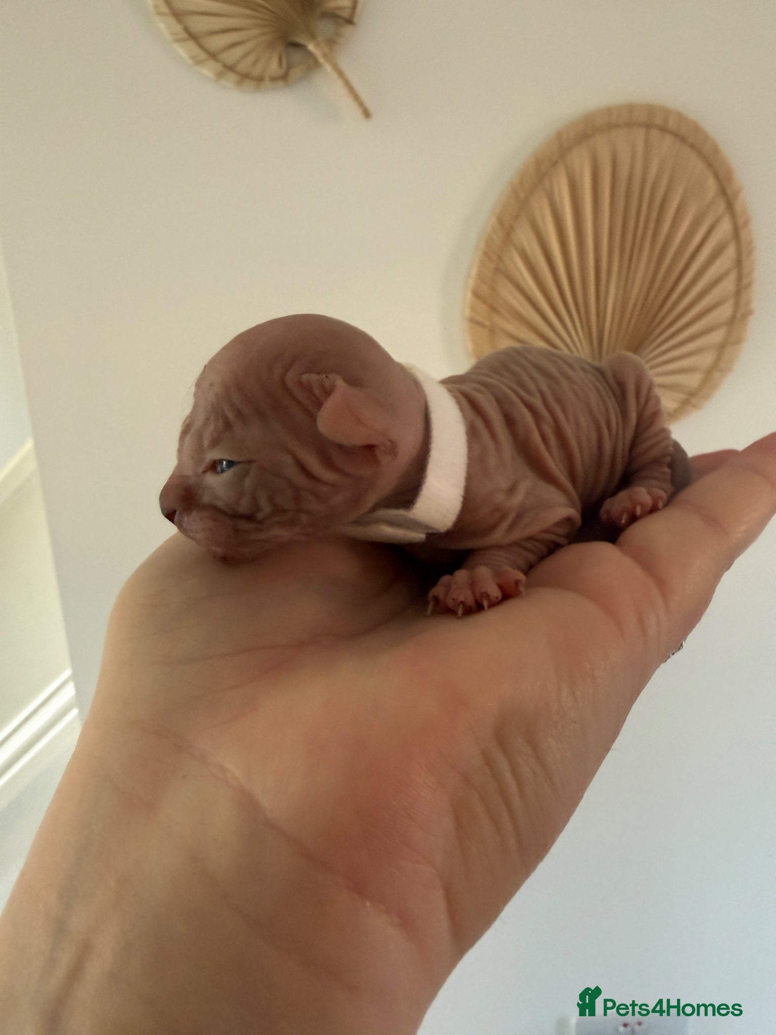 Sphynx cats Sphynx kittens__😻 - Advert 1