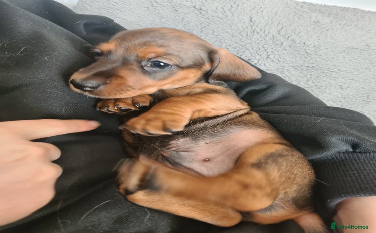Miniature Dachshund dogs - Advert 12