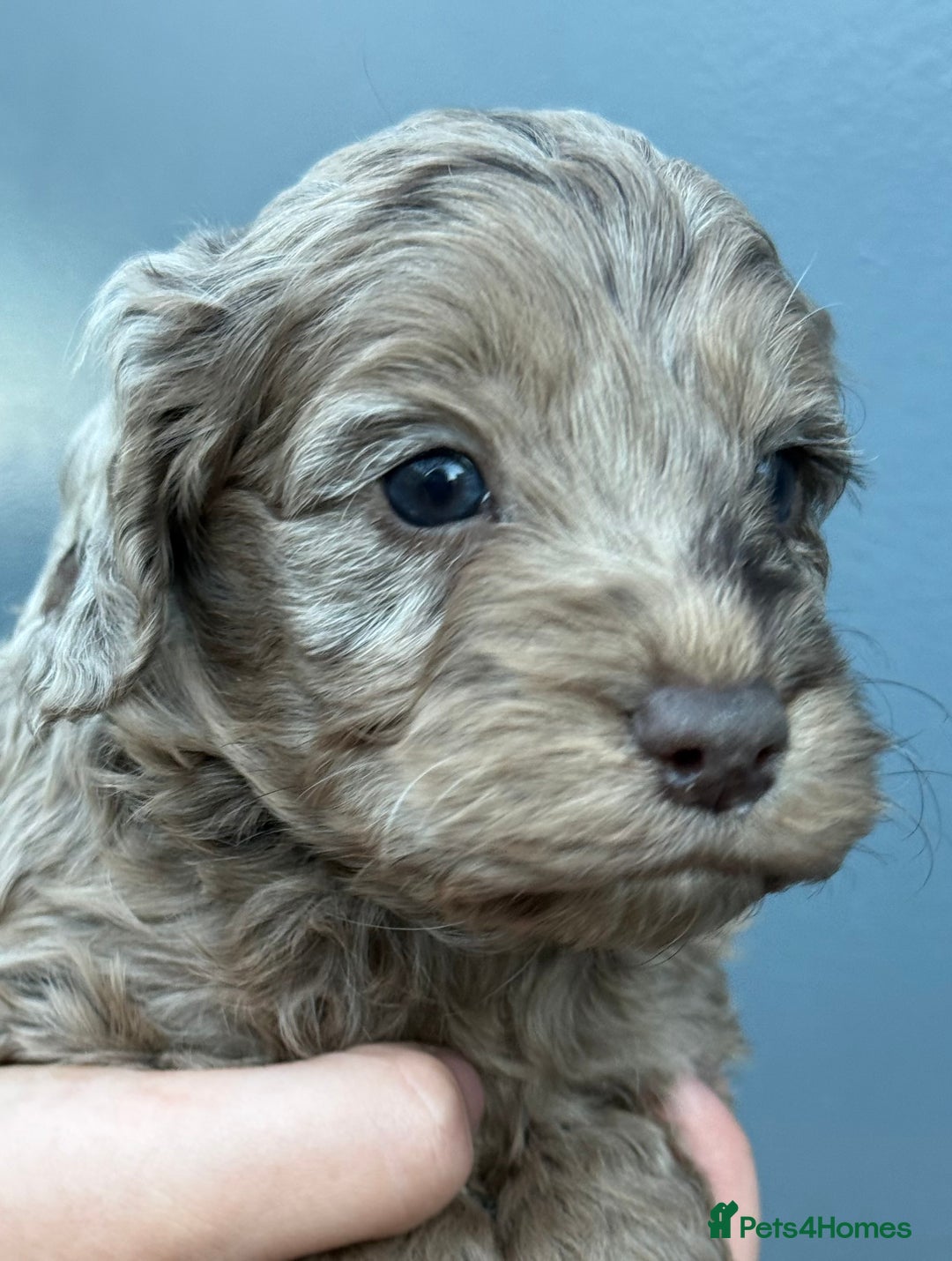 Cockapoo dogs for sale: Merle & Chocolate Cockapoo puppies - Image 3