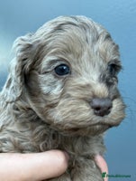 Cockapoo dogs - Advert 2